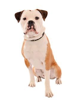 Portrait of an Olde English Bulldogge sitting on a white background