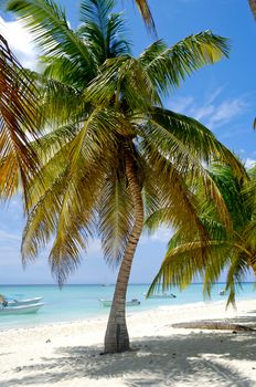 Paradise beach at Saona Island, Dominican Republic