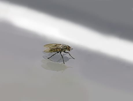 A Fly