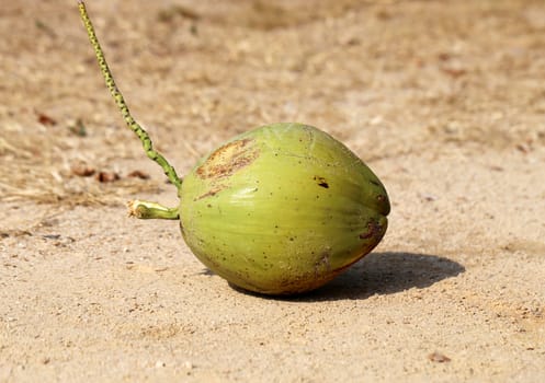 Coconut on the sand