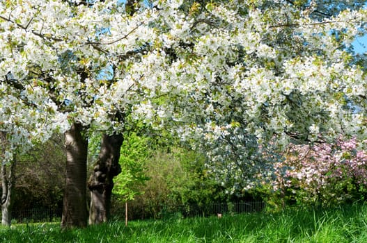 trees in spring with white blossoms