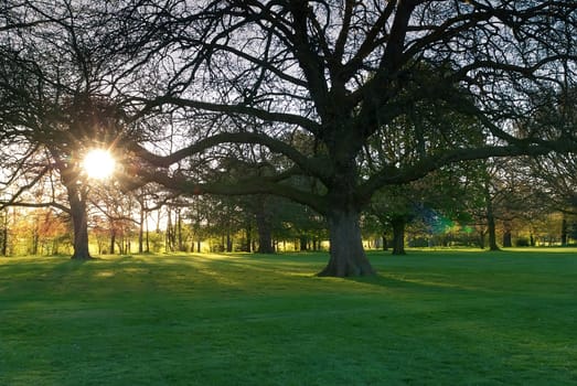 Sunset in park with trees and green grass