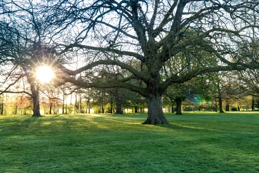 Sunny light in green park