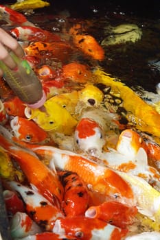 Koi fish feeding in the pond