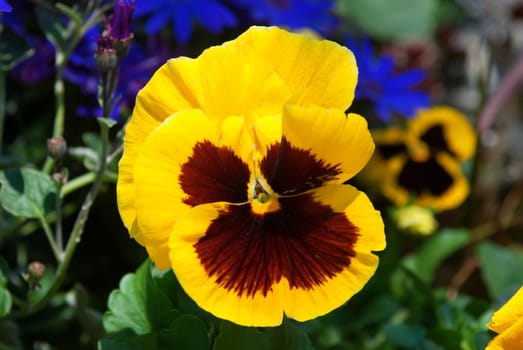 Pansy Flower