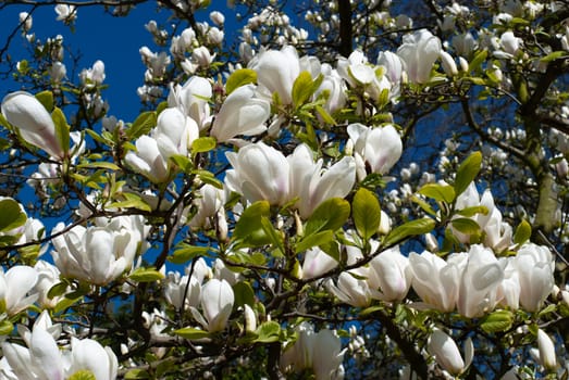 Magnolia blossoming