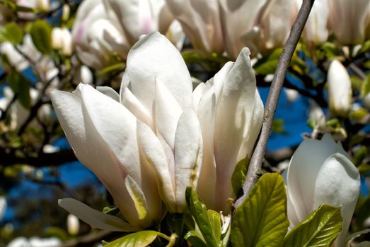 Blossom of white magnolia in the park