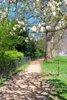 Magnolia blossoming in the Parisian park
