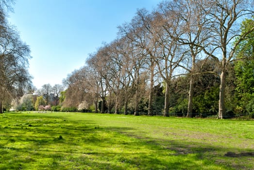 Alley in the park with high old trees