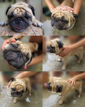 Little pug taking a shower