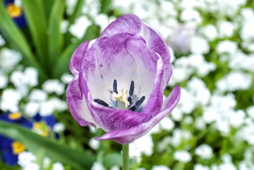 Violet tulip in spring