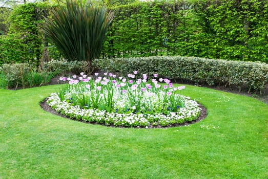 tulips in garden