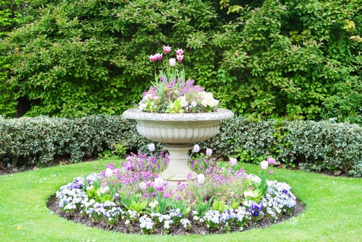 tulips in garden