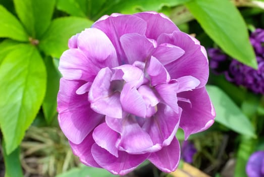 beautiful pink peony on green background