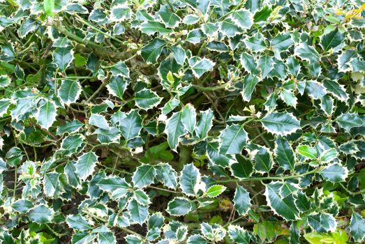 Holly plant leaves with thorns growing in nature