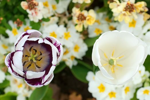 Set of bright tulips and flowers in garden