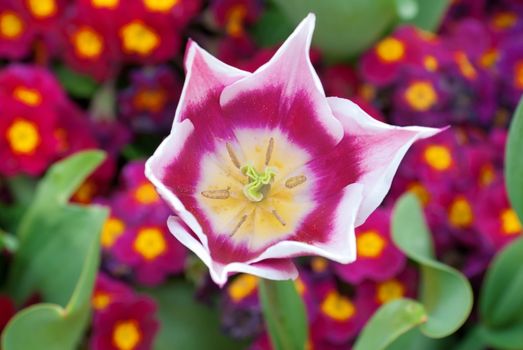 Set of bright tulip and flowers in garden