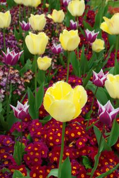 Yellow  tulips flowers in a botanical garden