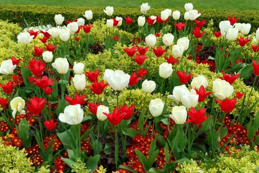 Tulips Flowers in a botanical garden