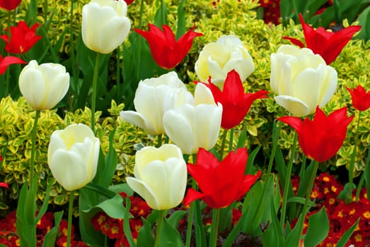 beautiful tulips field