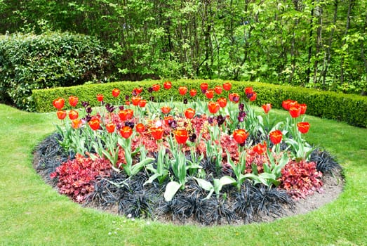 flowers in a park