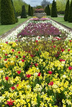  tulips in garden