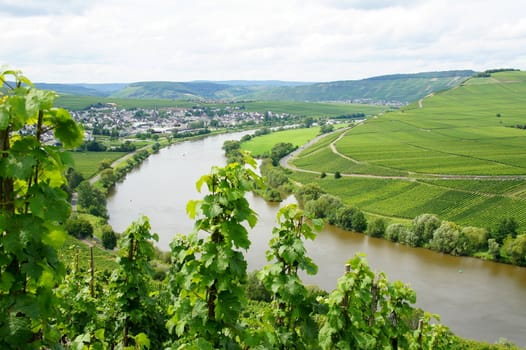 Leiwen on the Moselle in the early summer