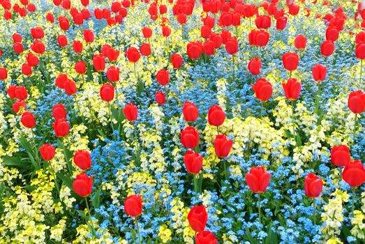 Flowers in a botanical garden