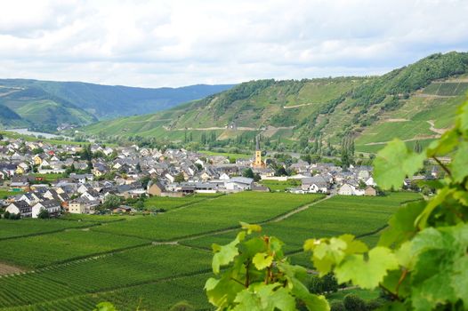 wine village Trittenheim on the Moselle