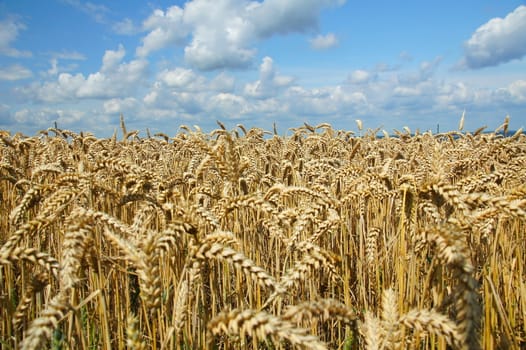 ripe golden ears of wheat