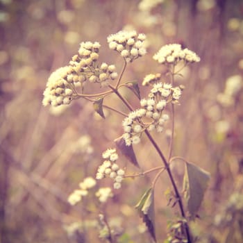 Dry meadow flowers with retro filter effect 