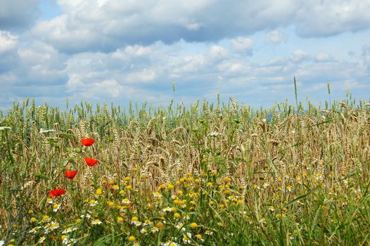 Poppy seed and Chamomile to the edge of the cornfield