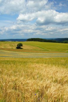 colored fields in early summer