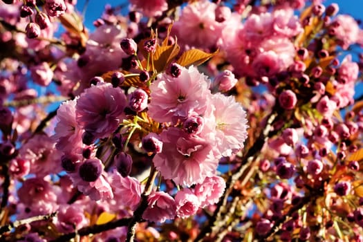 Pink blossom of magnolia in spring