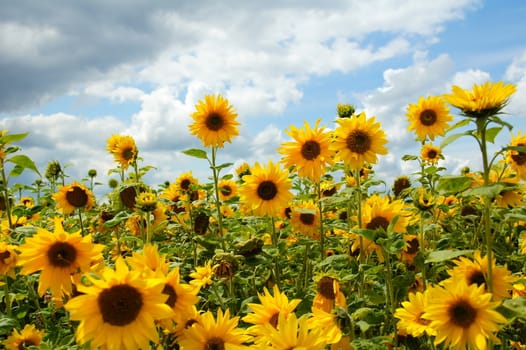 sunflower field in summer