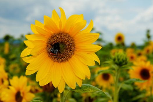 Sunflower in a whole sunflower field