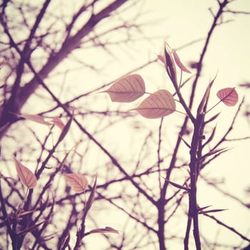 Dried tree and leaf with retro filter effect 