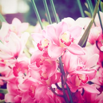 Beautiful pink orchids with retro filter effect 
