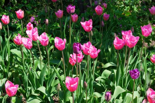 flowers in garden