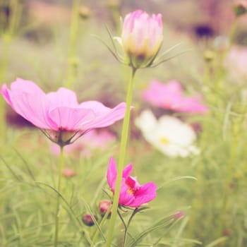 Pink blossom flowers with retro filter effect 