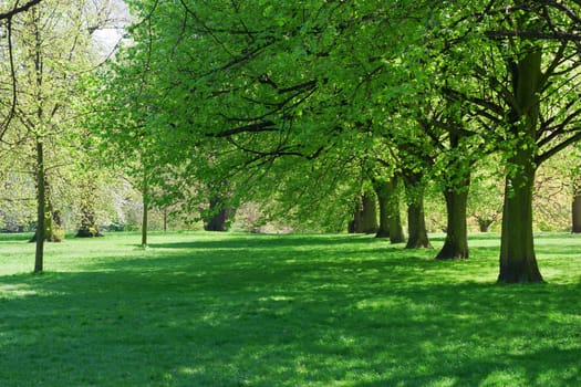 Sunny park afternoon