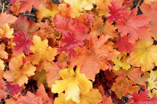 Background group autumn orange leaves. Outdoor