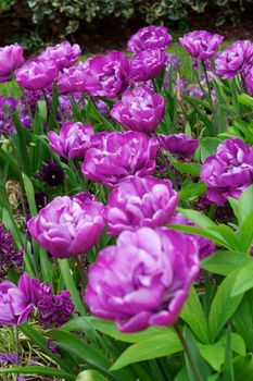 Flowers in a botanical garden