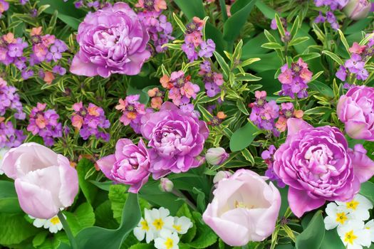 Flowers in a botanical garden