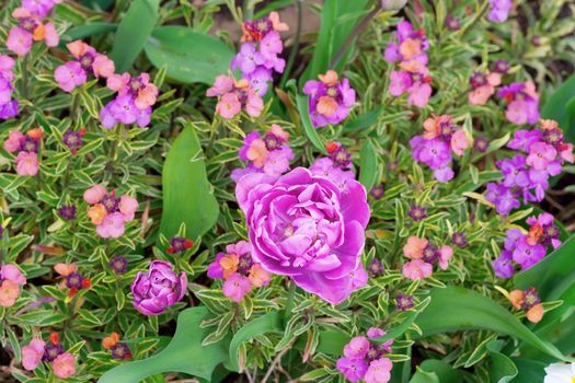 Flowers in a botanical garden