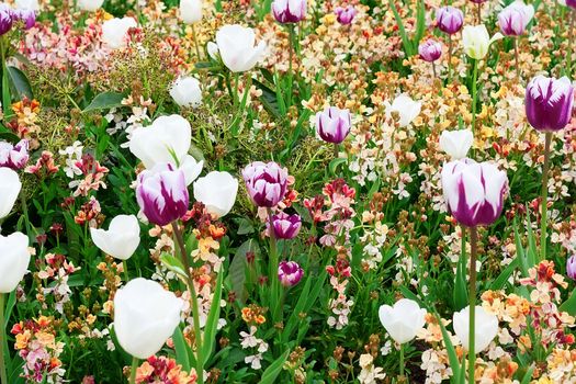 Flowers in a botanical garden