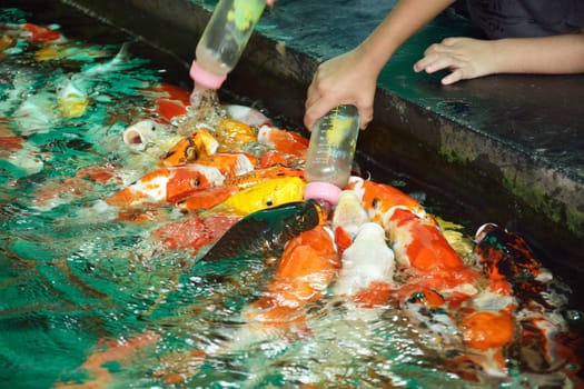 Feeding Carp fish with baby milk bottle