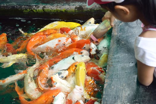 Feeding Carp fish with baby milk bottle