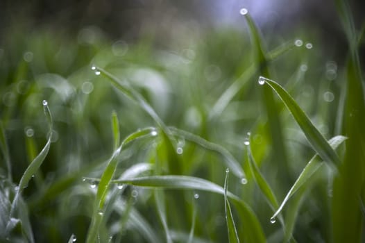 dewy fresh green grass in the cool morning