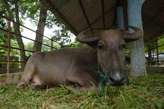 Thai buffalo in the zoo